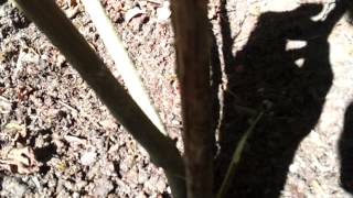 Outdoor Medical Marijuana #7 "Thc Paradise"