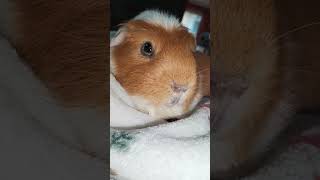 Beautiful ginger piggie 🐹 #guineapig#shorts