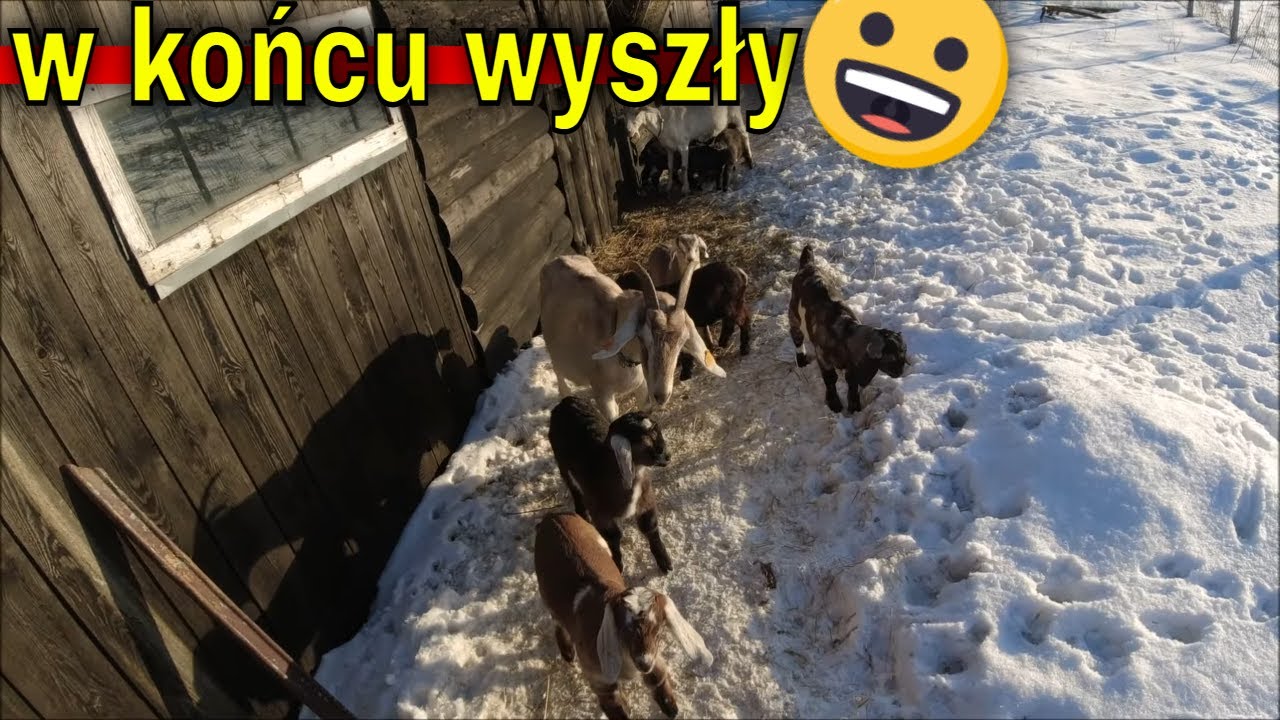 Kozie historie, próba karmienia młodych. | Pszczoły padają z głodu...