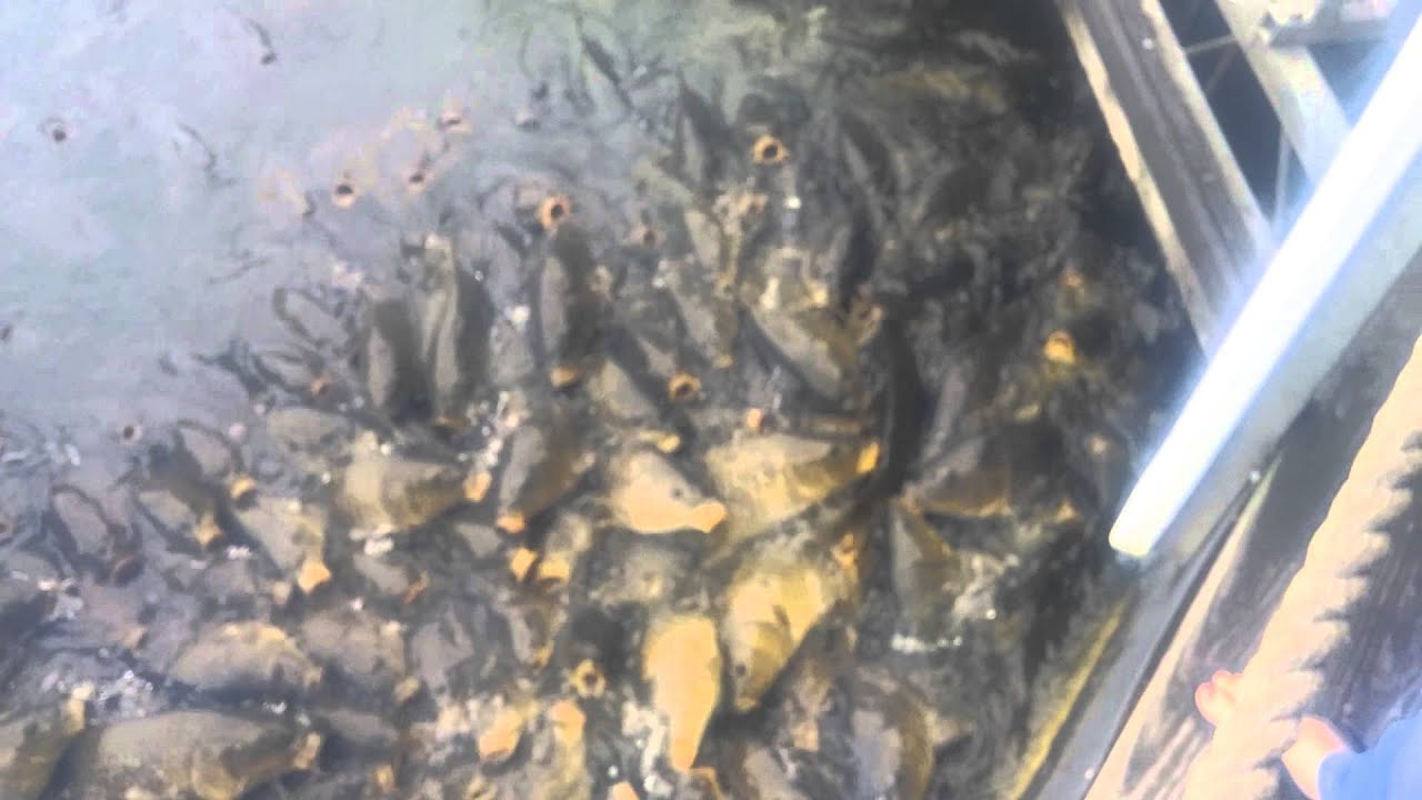 So many fish - YouTube