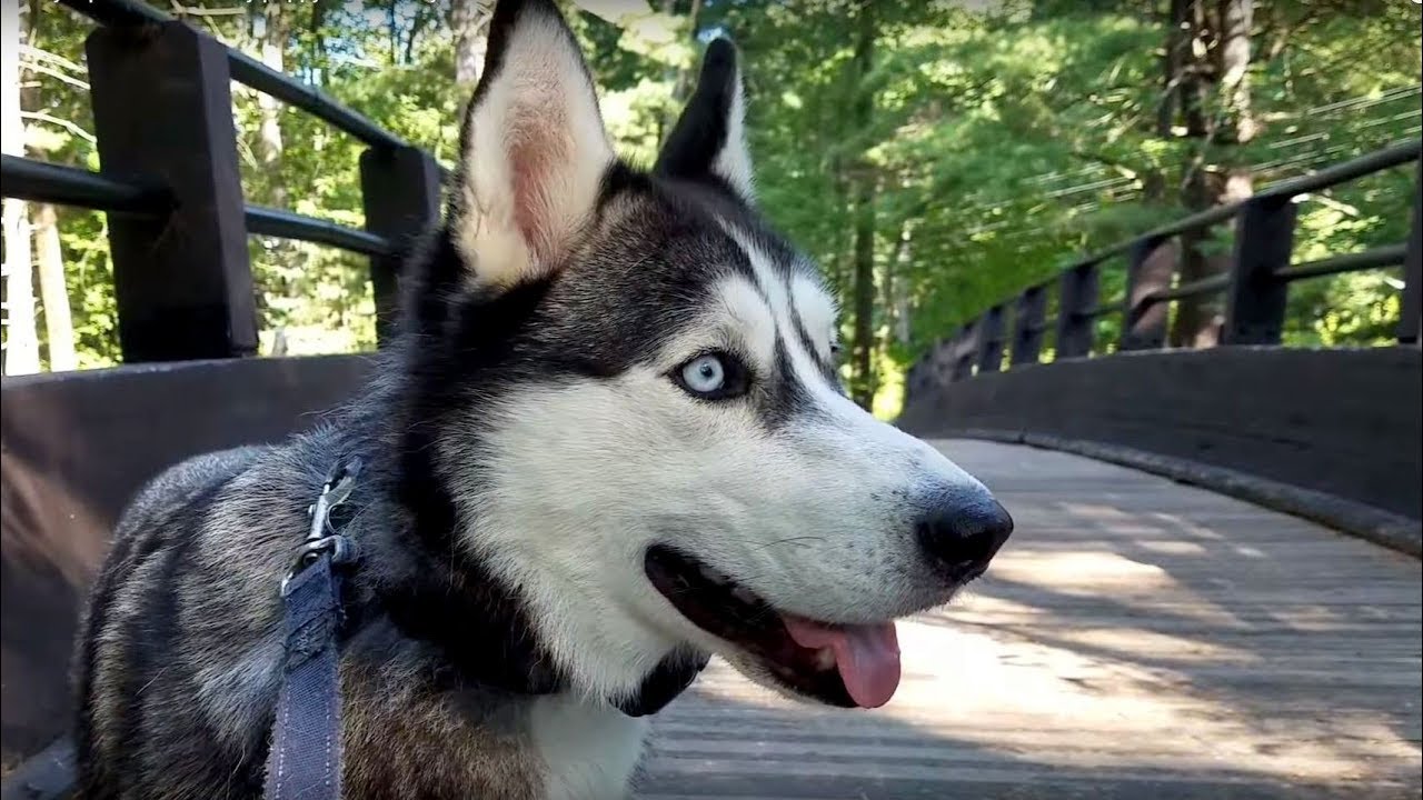 Image result for husky walk