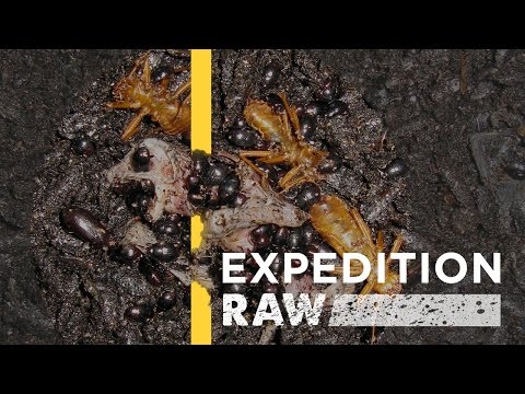 WATCH: Billions of Bugs Feast on Flesh and Dung in Borneo | Expedition Raw