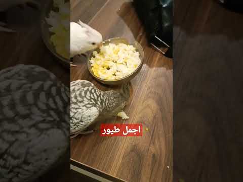 وجبات تغذية الطيور كروان كوكتيل 