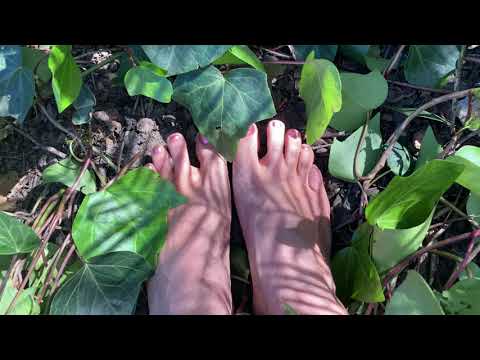 [4k] Playing Outside in Ivy Vines | ASMR Friendly | Bella Feet