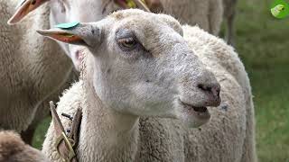 Relaxing Sheep & Goat Video