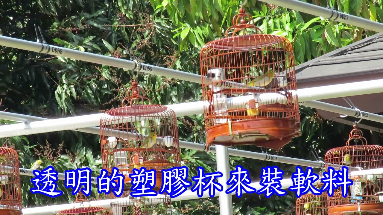 溪哥的愛將 - 綠繡眼2021公園溜鳥、鳴唱訓練Công viên thêu mắt xanh của Đài Loan chim hót
