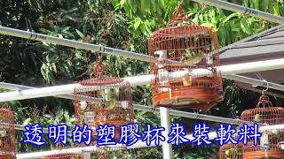 溪哥的愛將  綠繡眼2021公園溜鳥、鳴唱訓練Công viên thêu mắt xanh của Đài Loan chim hót