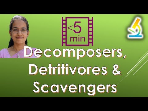 Video: Skillnad Mellan Scavenger Och Decomposer