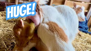 You Can’t Help Them All… | Two Goat Births in One Day