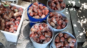 Khám phá vườn Mận An Phước của Chú 7 Tiền Giang dùng XÔ đi hái mận ymt│Yêu Miền Tây 63