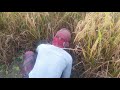 These People are Hard Woring to Cutting Paddy Trees for Money in Winter Morning at Rural Village BD These People are Hard Woring to Cutting Paddy Trees for Money in Winter Morning at Rural Village BD
