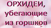 Орхидеи,узамба́рские фиалки,Самара🌺