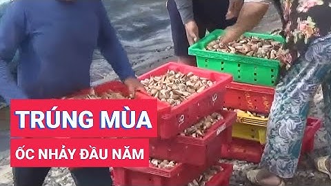 Ngư dân trúng mùa ốc nhảy đầu năm