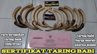 TARING BABI DIJAMIN ASLI