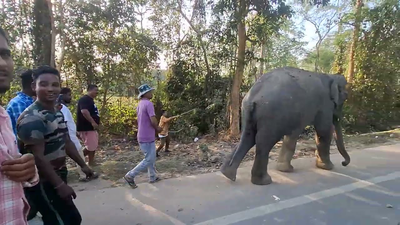 এটা শান্ত শিষ্ট আৰু অসুস্থ হাতীৰ আখ্যান স্থান - নুমলীগড় 