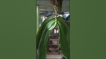 Anggrek Phalaenopsis amabilis javanicum plant jumbo sudah spike WA 081553189426