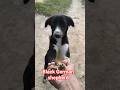 Block German shepherd dog in india #blackscreenstatus #blackops #blackscreenstatus #puppy
