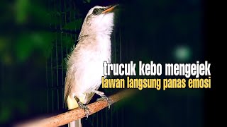 Trucuk KEBO Emosi Ropel Ngotot, Trucuk Lain Langsung Panas Jadi Gacor