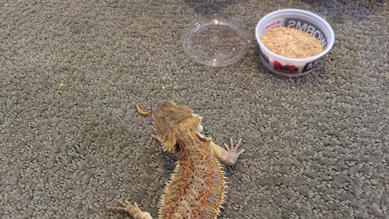Baby Bearded Dragon Eats Meal Worms YouTube