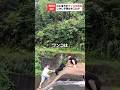 川に落ちたワンコの救助後、まさかの展開