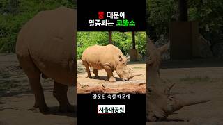 뿔 때문에 멸종되는 코뿔소 #코뿔소 #서울대공원 #서울대공원동물원 #서울대공원코뿔소 #동물원코뿔소