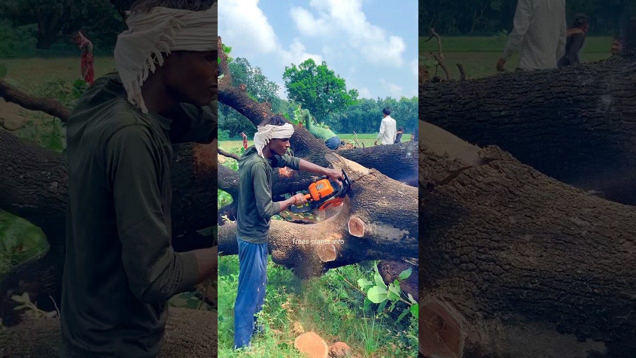 The Indian government is cutting billions of trees for Ambani and Adani / Make video and saved trees