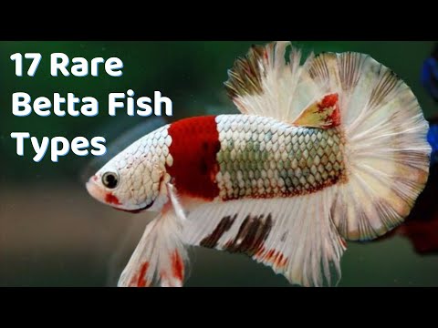 Super Rare Betta Fish Types  17 Betta Breeds to Buy 