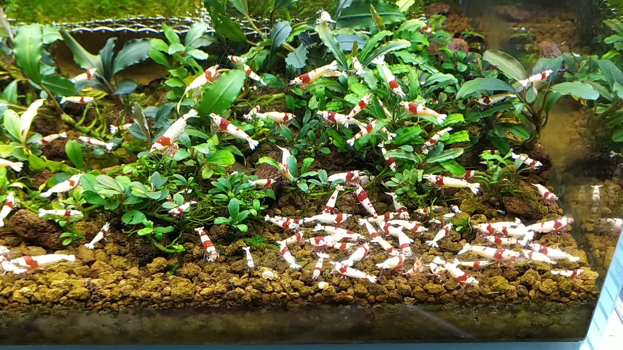 PRL Akvaryumu Genel Durum