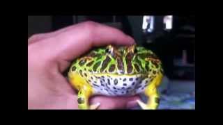 Angry Frog Ornate Pacman