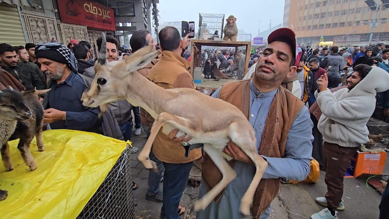 سوق الغزل يوم الجمعة انواع الحيوانات والطيور 12 ديسمبر 2025|الاجواء الشتوية في سوق الغزل امطار غزيرة