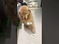 Golden Retriever Trade Time #shorts #dogs