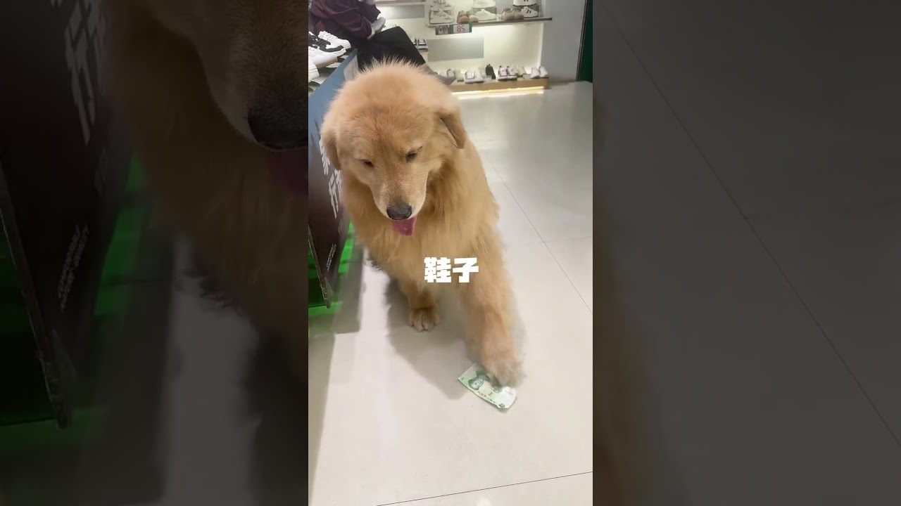 Golden Retriever Trade Time #shorts #dogs