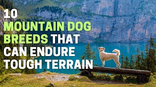 10 Mountain Dog Breeds That Can Endure Tough Terrain | Animal Globe by Animal Globe 46 views 1 month ago 6 minutes, 38 seconds