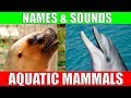 AQUATIC MAMMALS Names and Sounds for Kids to Learn | Learning Aquatic Mammals for Children