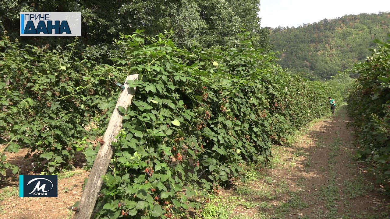 Održani 12. Dani kupina u Ražnju