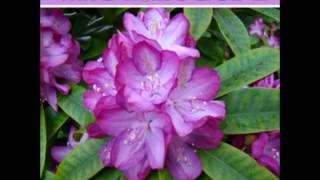 what is the message of the rhodora