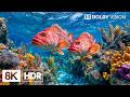 Dazzling Deep Sea Creatures in 8K HDR | Dolby Vision™