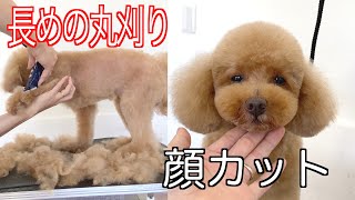 【poodle grooming】丸刈り感があまりない丸刈り✂顔カットはほぼブレンダー【トイプードル】