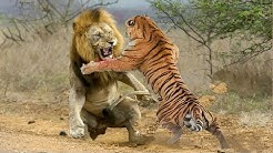 Lion VS Tiger - Tiger VS Lion - Aspin