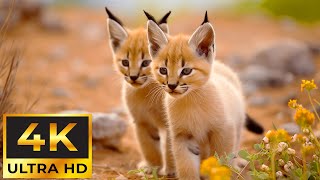 Baby Wild Animals 4K ~ Restores the nervous system, music heals the heart and blood