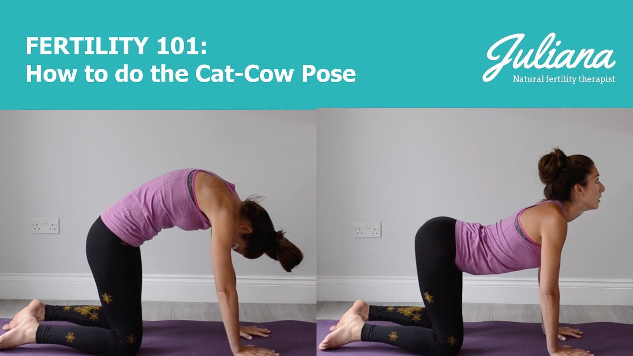 Fertility 101: How to do the Cat-Cow Pose in yoga - YouTube