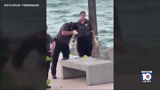 Police say suspect shot in incident involving off-duty officer at Miami Beach park