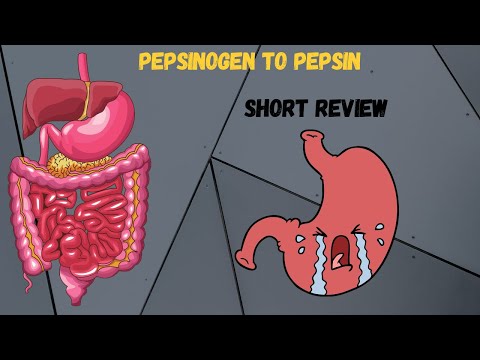 How Pepsinogen is converted to Pepsin. HCL and Gastrin. Protein digestion.