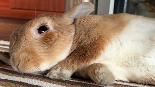 The fate of a rabbit who panics because he can't stop hiccuping... (No. 2180)