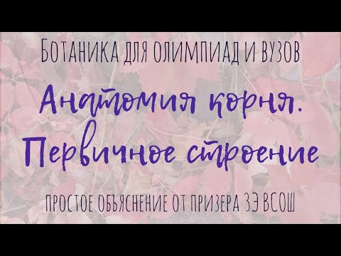 Первичное строение корня / Понятная анатомия растений для олимпиад по биологии и студентов ВУЗов