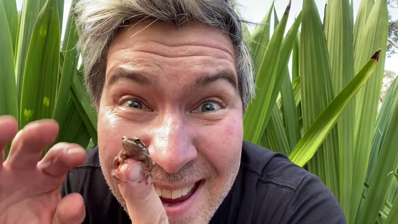 Manningham's Backyard Biodiversity: Brown Tree Frog