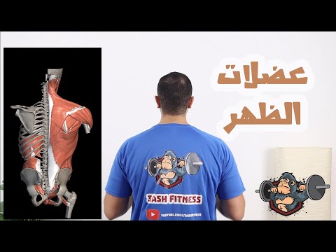 فيديو: ما هي العضلات المستخدمة في عطف الظهر؟