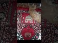 Mi gatito est&aacute; rezando con migo ya allah
