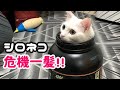 【白ネコ危機一髪】プロテインの空き箱でくつろぐネコｗ