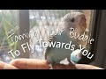 How to Teach Your Parakeet to Fly to You